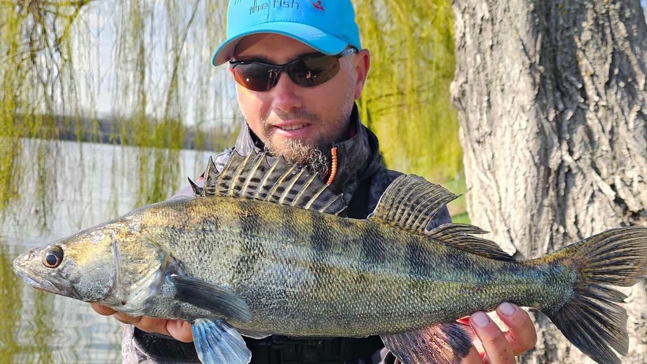 🎣 PEȘTI FRUMOȘI lângă BUCUREȘTI - O partida de PESCUIT cu SALAU, SOMN, CRAP si CARAS pe Tancabesti
