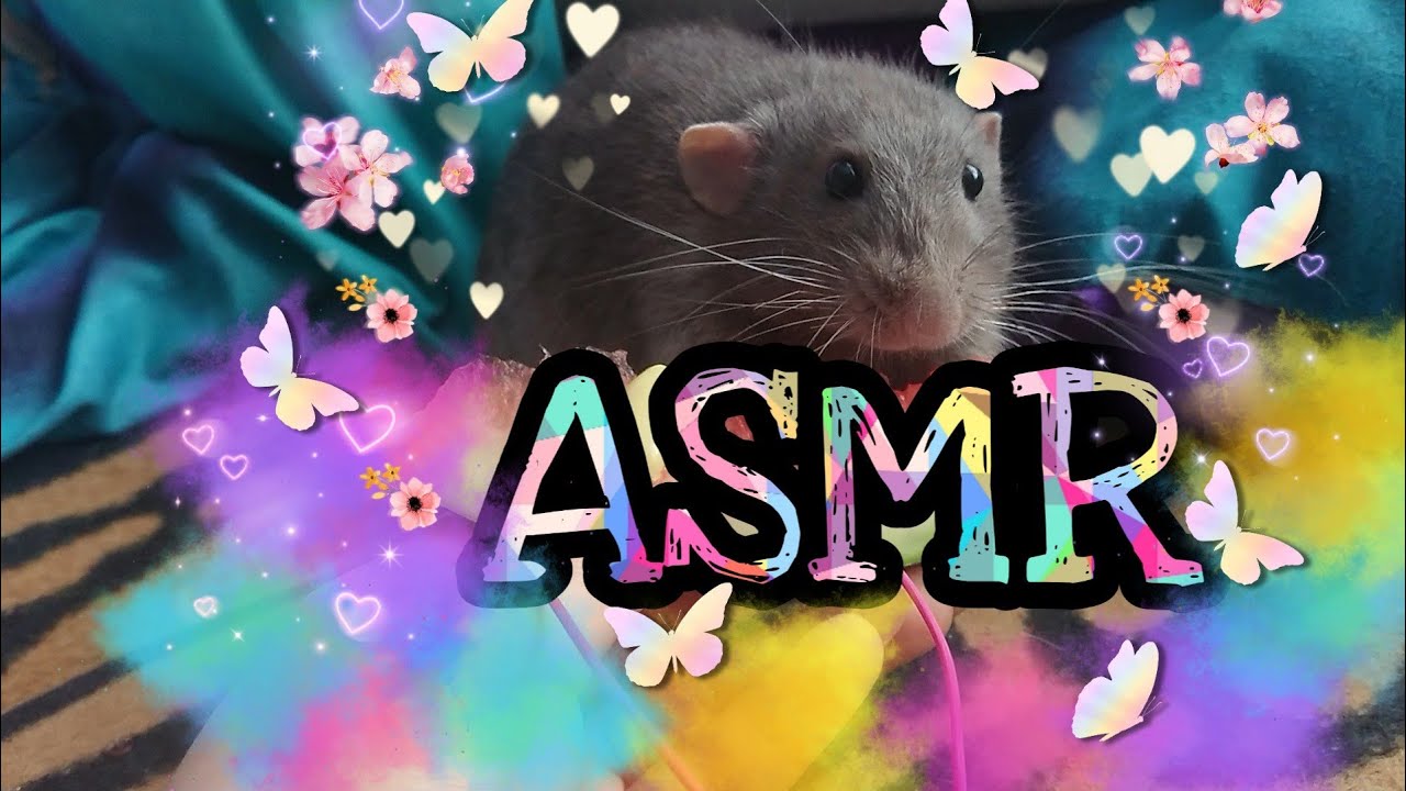 ASMR rat / szczurki 💖 (68)