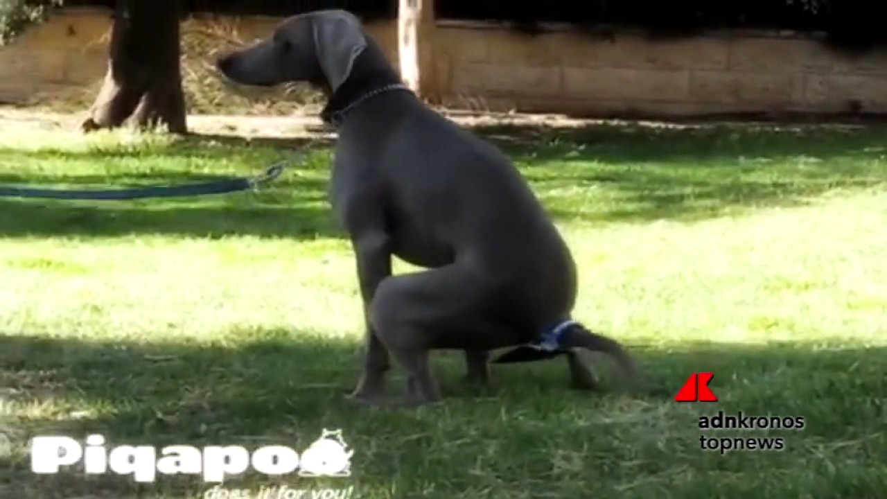 PiqaPoo, la paletta 'a portata' di cane...
