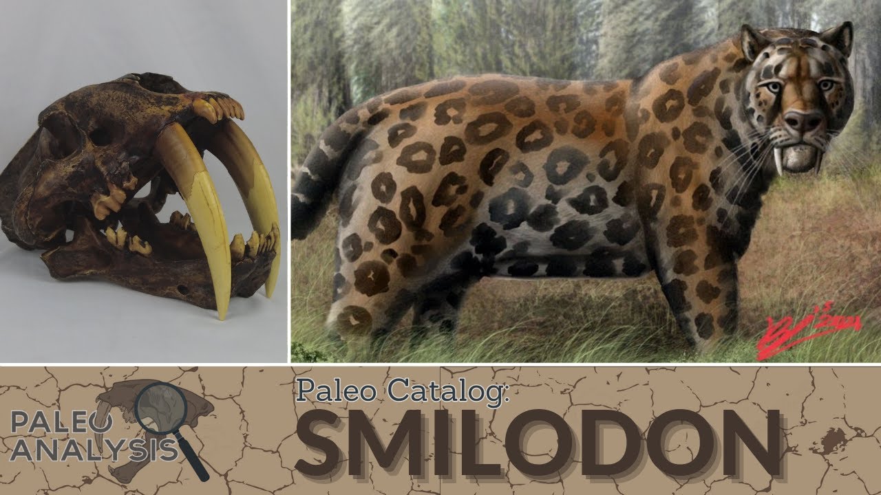 Paleo Catalog: Smilodon (Saber Tooth Cat)