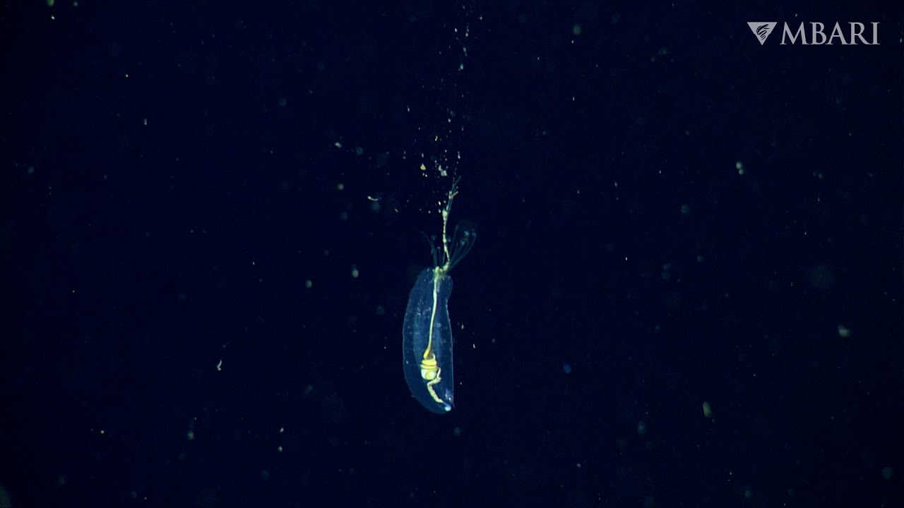 Weird and Wonderful: The balloon worm floats in the ocean’s twilight zone