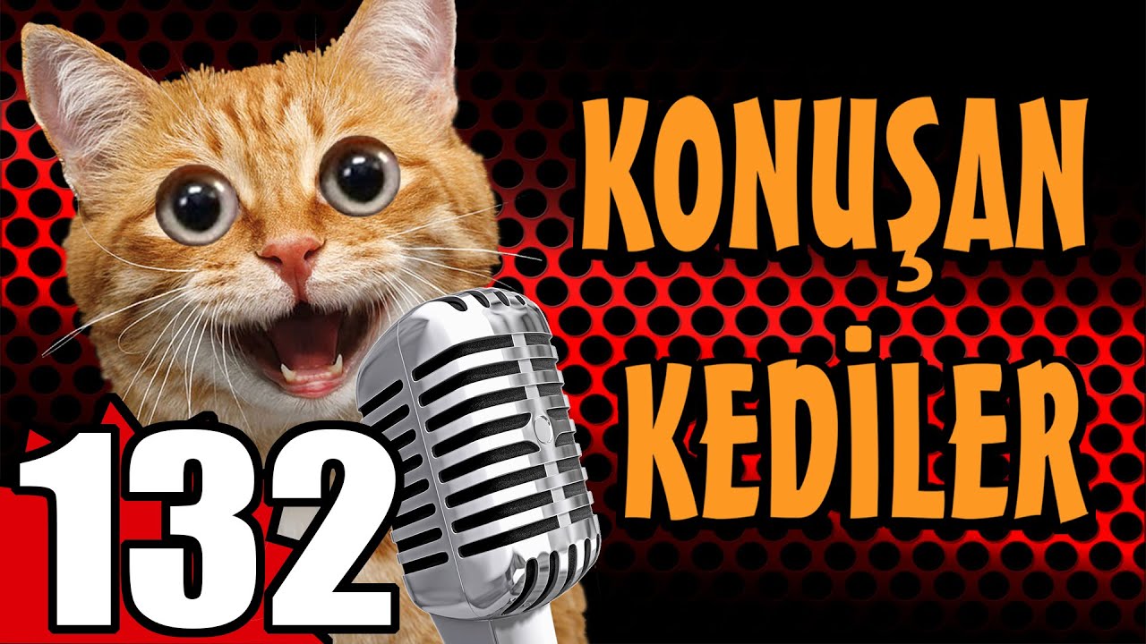 Говорящие коты 132 &mdash; Самые смешные видео с кошками &mdash; Pati TV