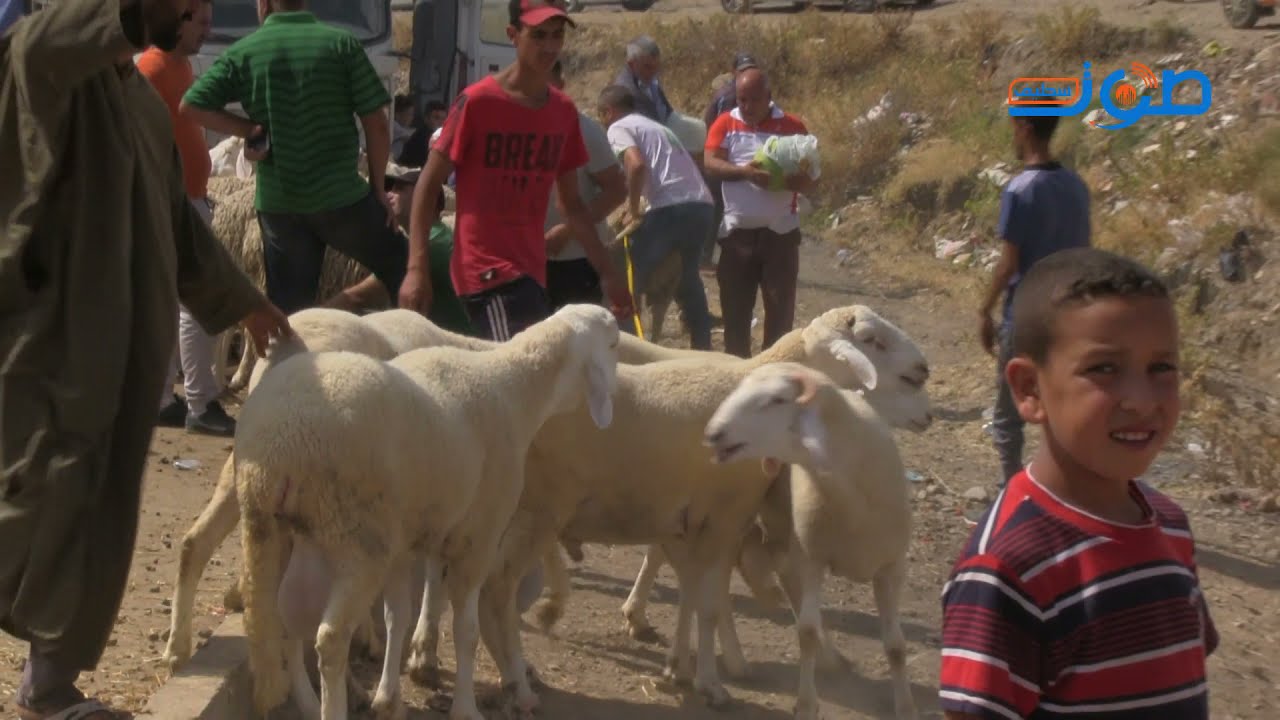 هذه اسباب ارتفاع اسعار الاضاحي لهذا العام...من سوق المواشي ببني فودة