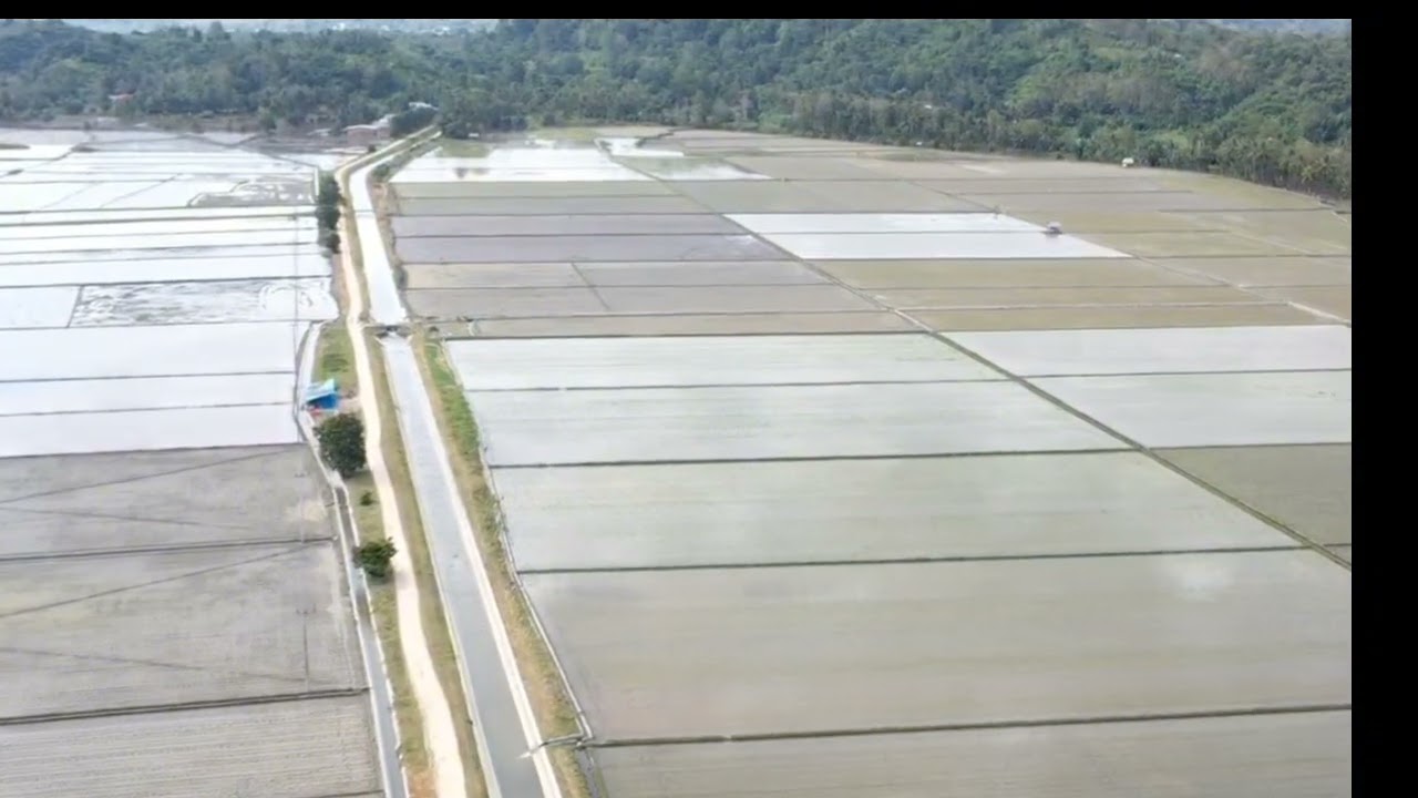 Video drone keindahan hamparan sawah siap tanam