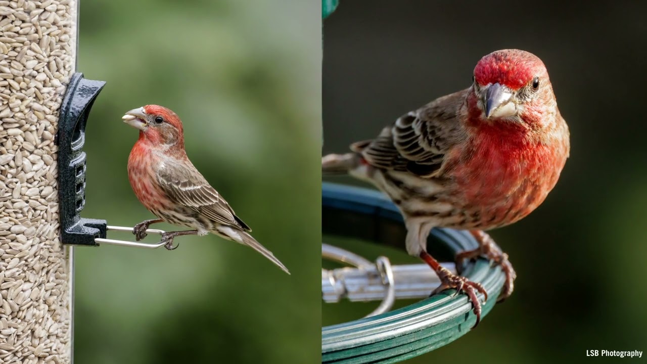 L’oiseau de la semaine : le Roselin familier