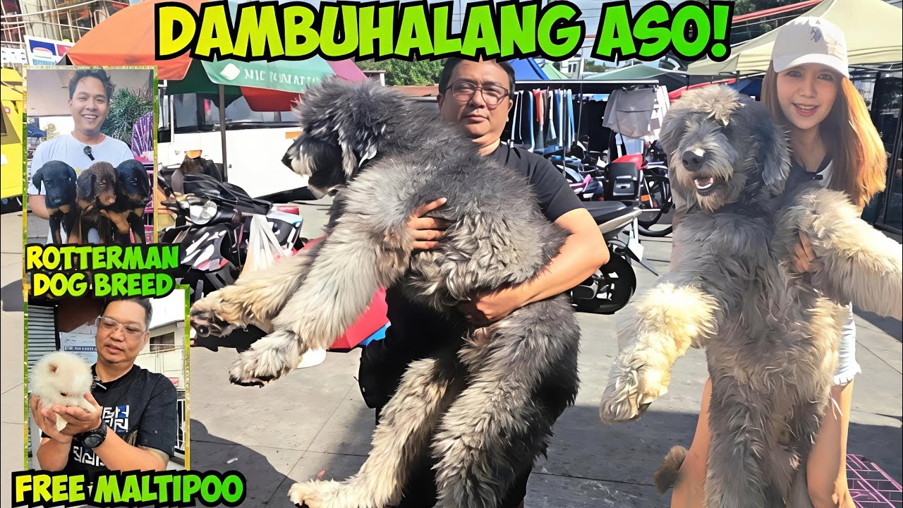 GIANT TEDDY BEAR SA GROTTO PET MARKET PINAGKAGULUHAN! MARCH 08, 2026