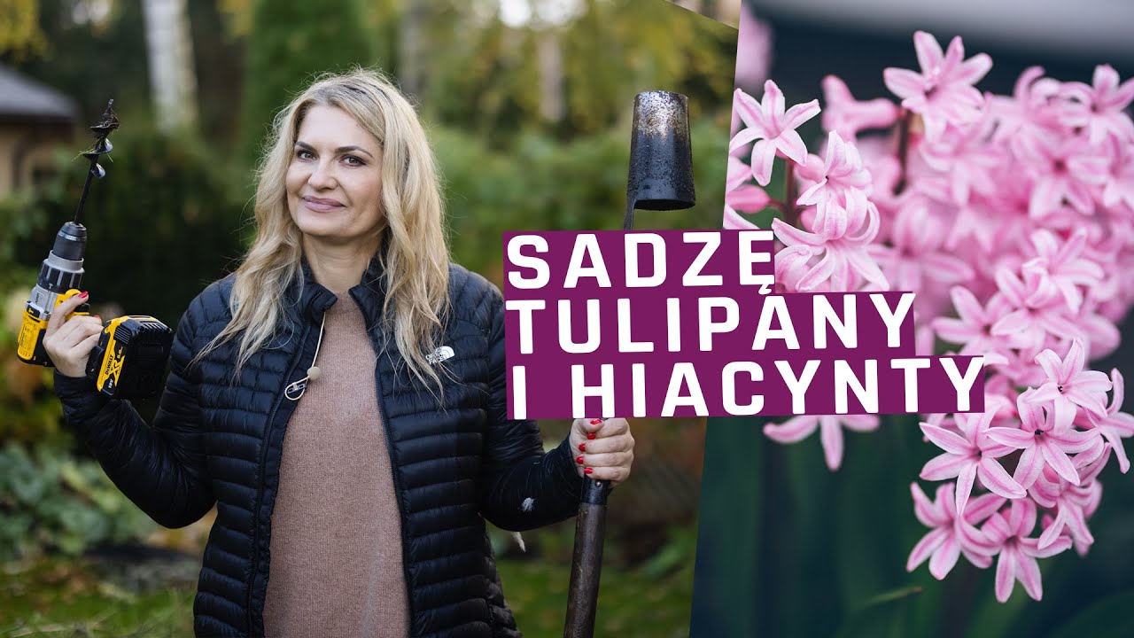 Sadzę hiacynty, tulipany i zbieram własne jabłka. Testuję różne metody sadzenia cebulek!