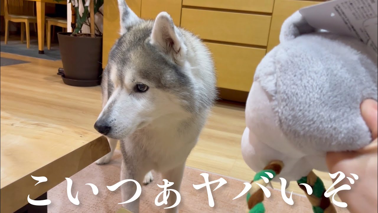 強面オオカミと決して目を合わせようとしないシベリアンハスキー、その後しばき回す。