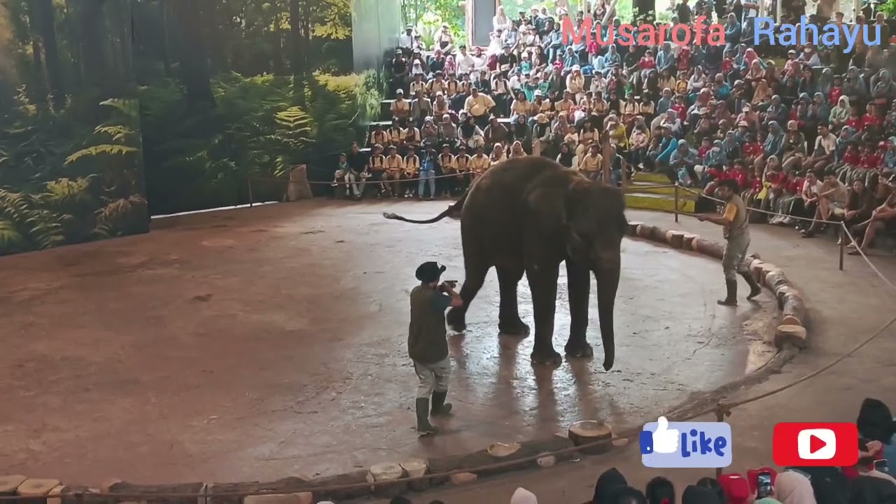 Wow Spektakuler, Aksi Gajah Pintar Di Taman Safari Prigen Pasuruan#gajah #tamansafariprigenpasuruan