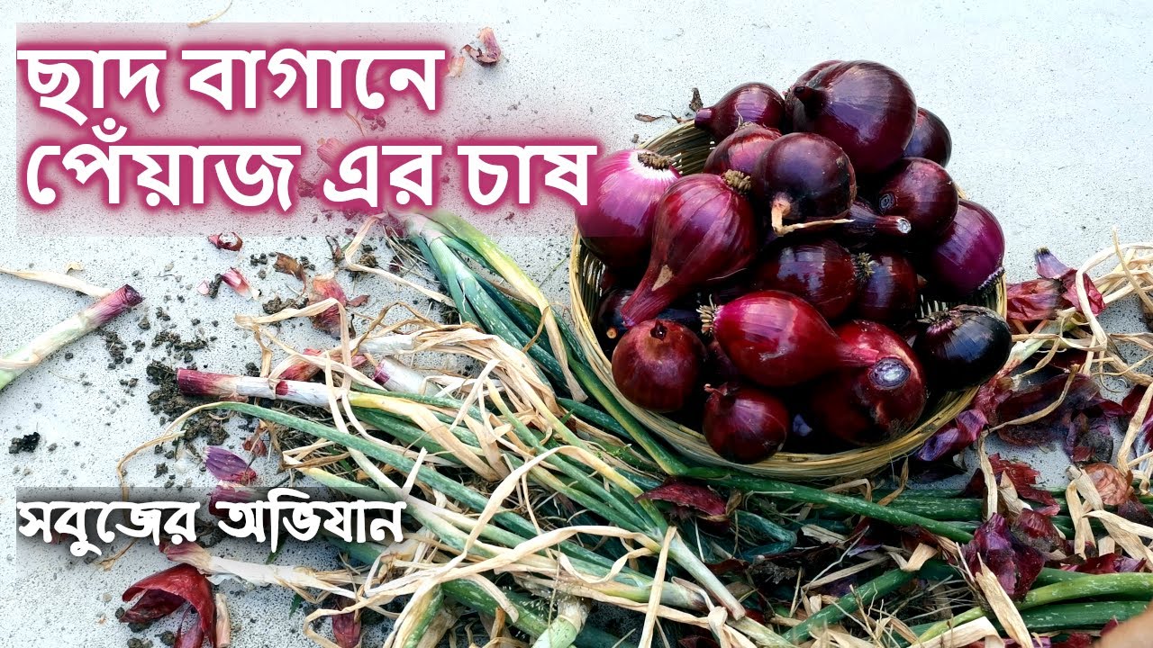 সম্পূর্ণ জৈব উপায়ে ছাদ বাগানে পেঁয়াজ এর চাষ | Chad Bagane Onion Chas | Rooftop Garden- সবুজের অভিযান