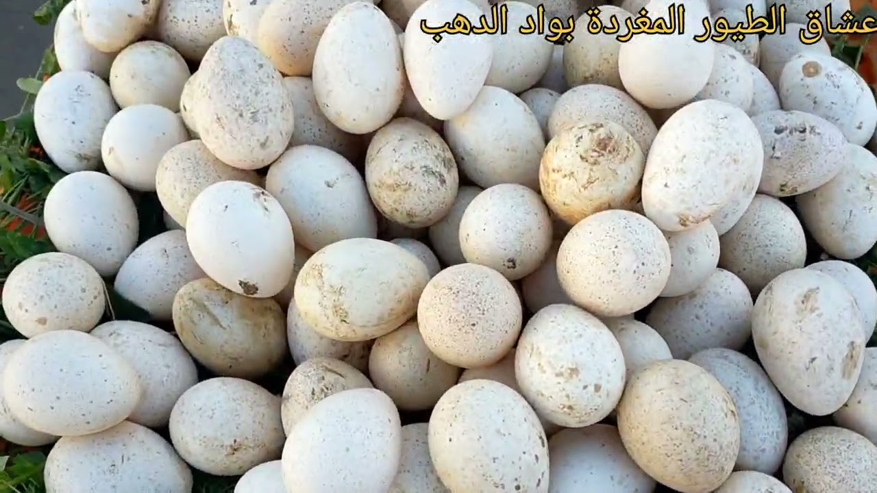 توليعة في سوق الاحد للطيور 🦜🐦🐓 بالداخلة واد الذهب 4/01/2026 مع تحياتي للجميع🫶🫶👍👍