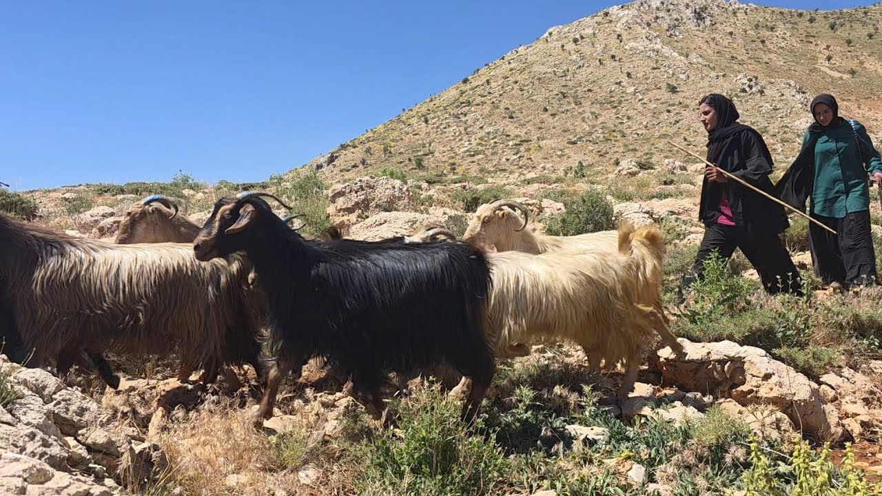 Nomadic life: Herding livestock in the rugged mountains by nomadic girls