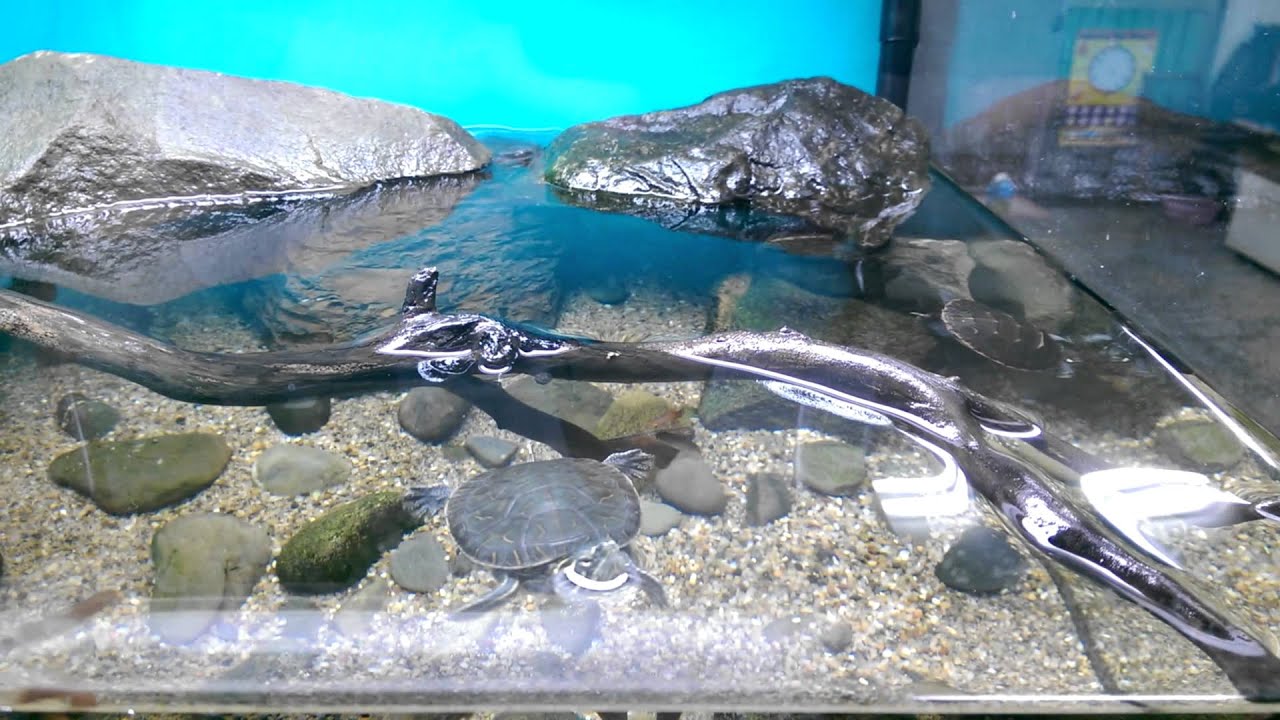 20151204兩呎澤龜缸