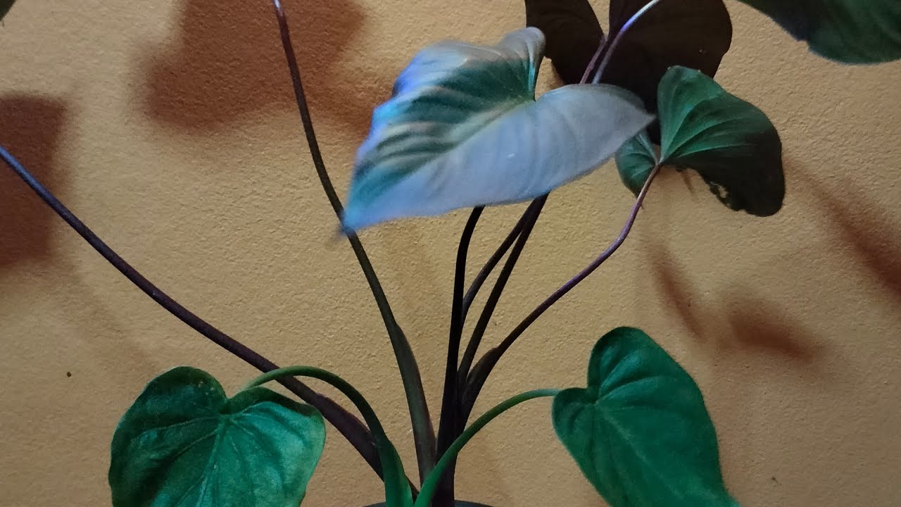 Ep47ไล์ฟชมดอกไม้☘️🌻จากบ่าวสมพอน Laotai กำลังถ่ายทอดสด!