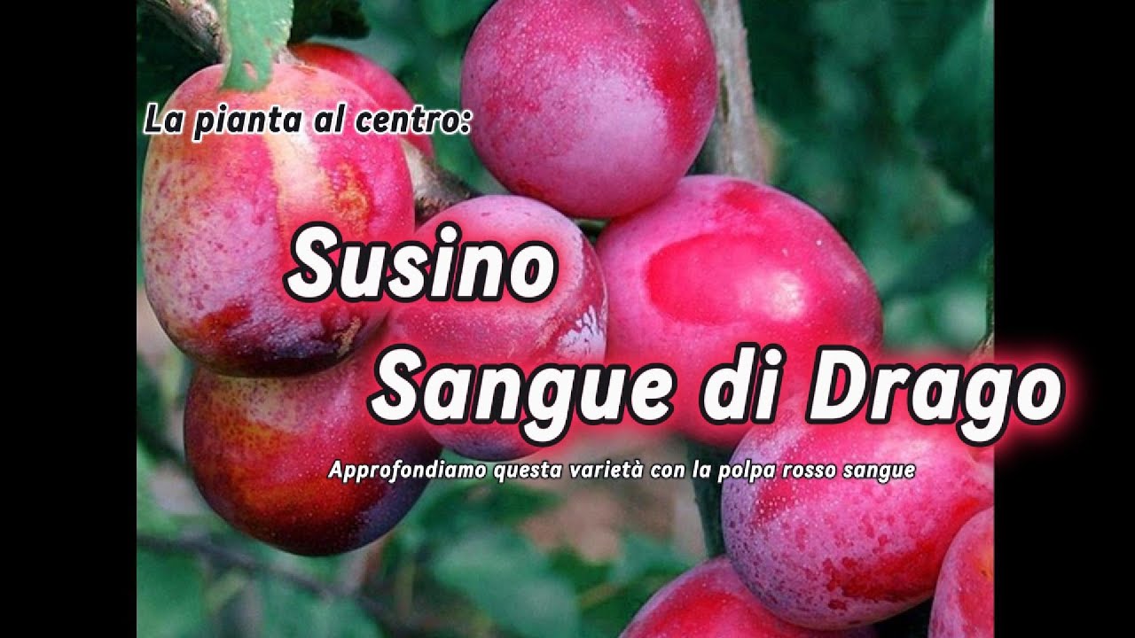 Susino Sangue di drago, Varietà dalla polpa rossa, Approfondiamola
