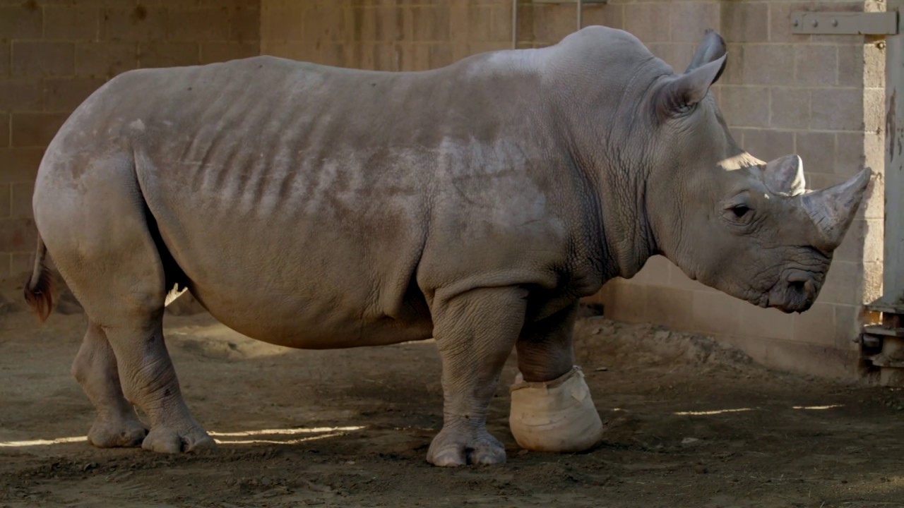 It takes a Village to Put a Cast on a Rhino