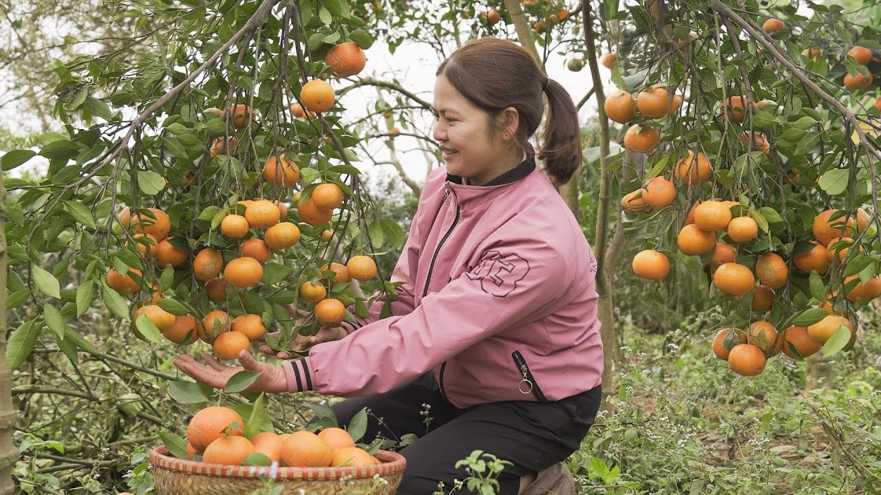 Satisfying Village Life 🌿 Harvesting Ripe Oranges & Tangerines in the Countryside | Farm 4K