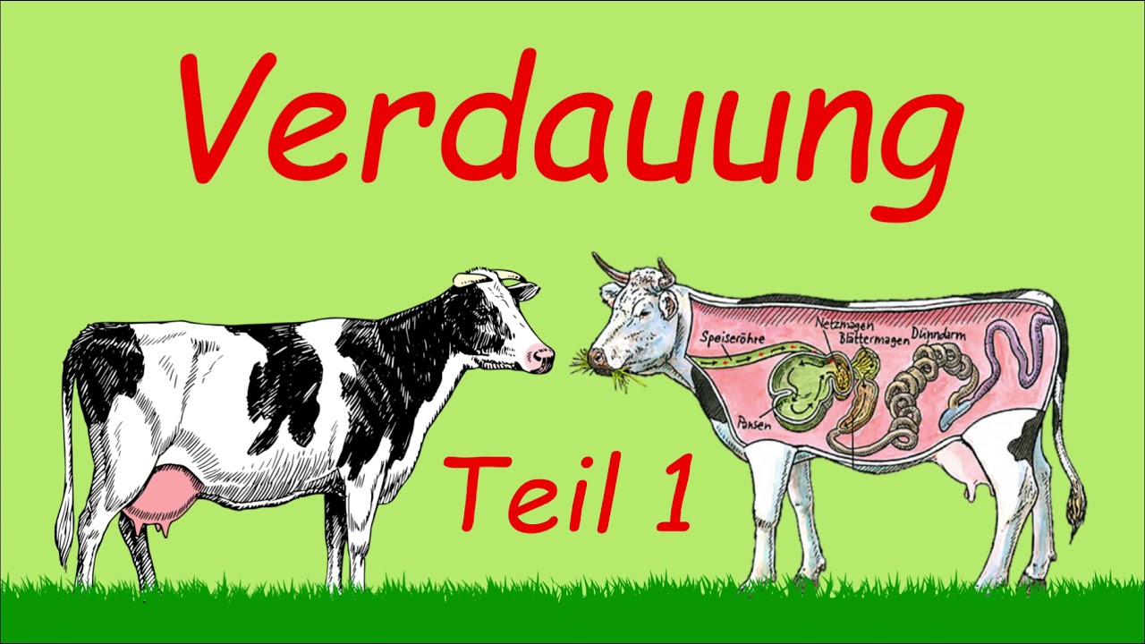 Grundlagen Verdauung | Teil 1 | Podcast | Kuhles zum Kauen
