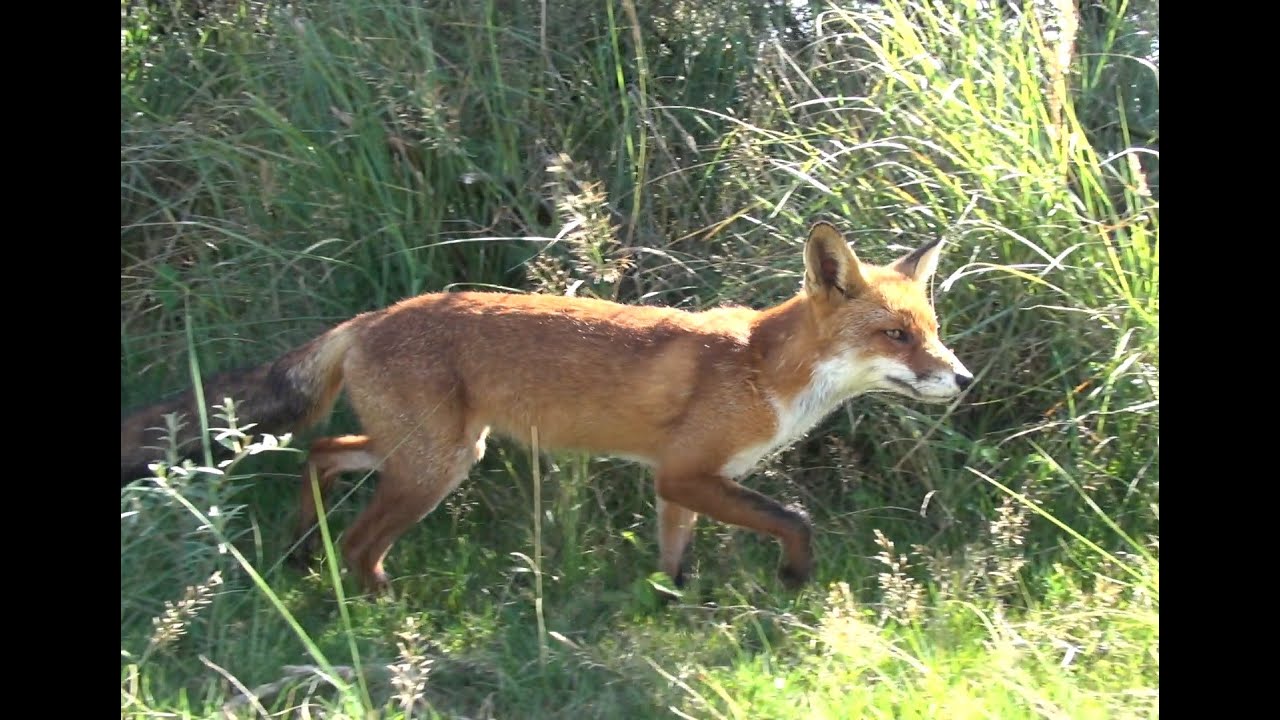 Op vossenjacht in Panneland Vogelenzang