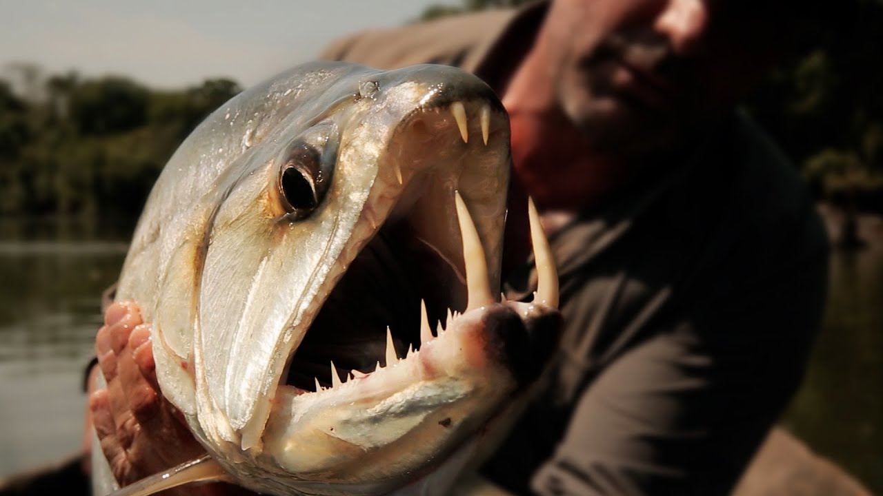 LA TRAQUE DU POISSON VAMPIRE en AMAZONIE - Cyril Chauquet