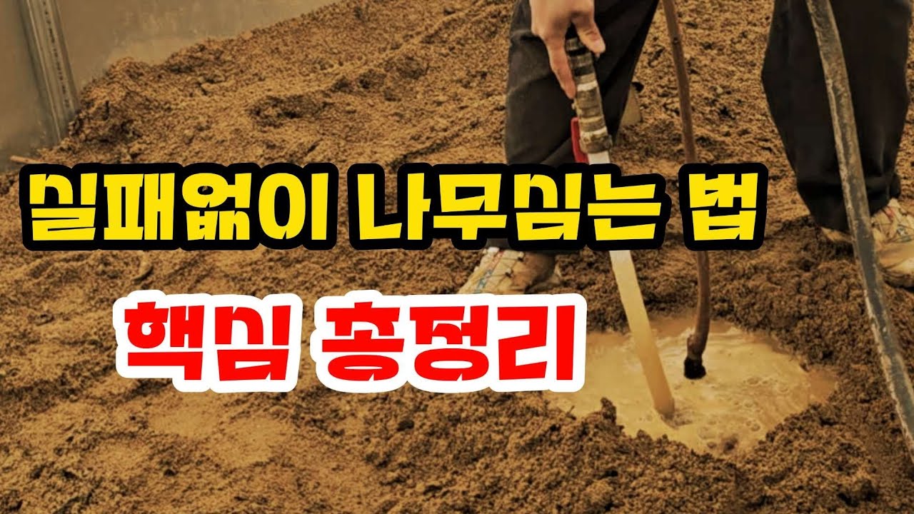 좋은나무 샀는데 잘못 심어서 죽으면 안돼요!