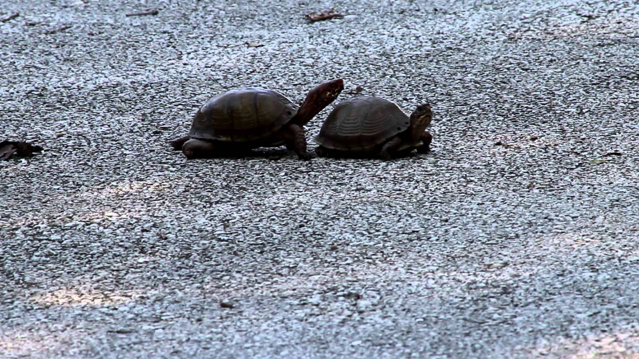 Terrapene carolina (Three-toed Box Turtle) mating in Missouri (1 of 2)