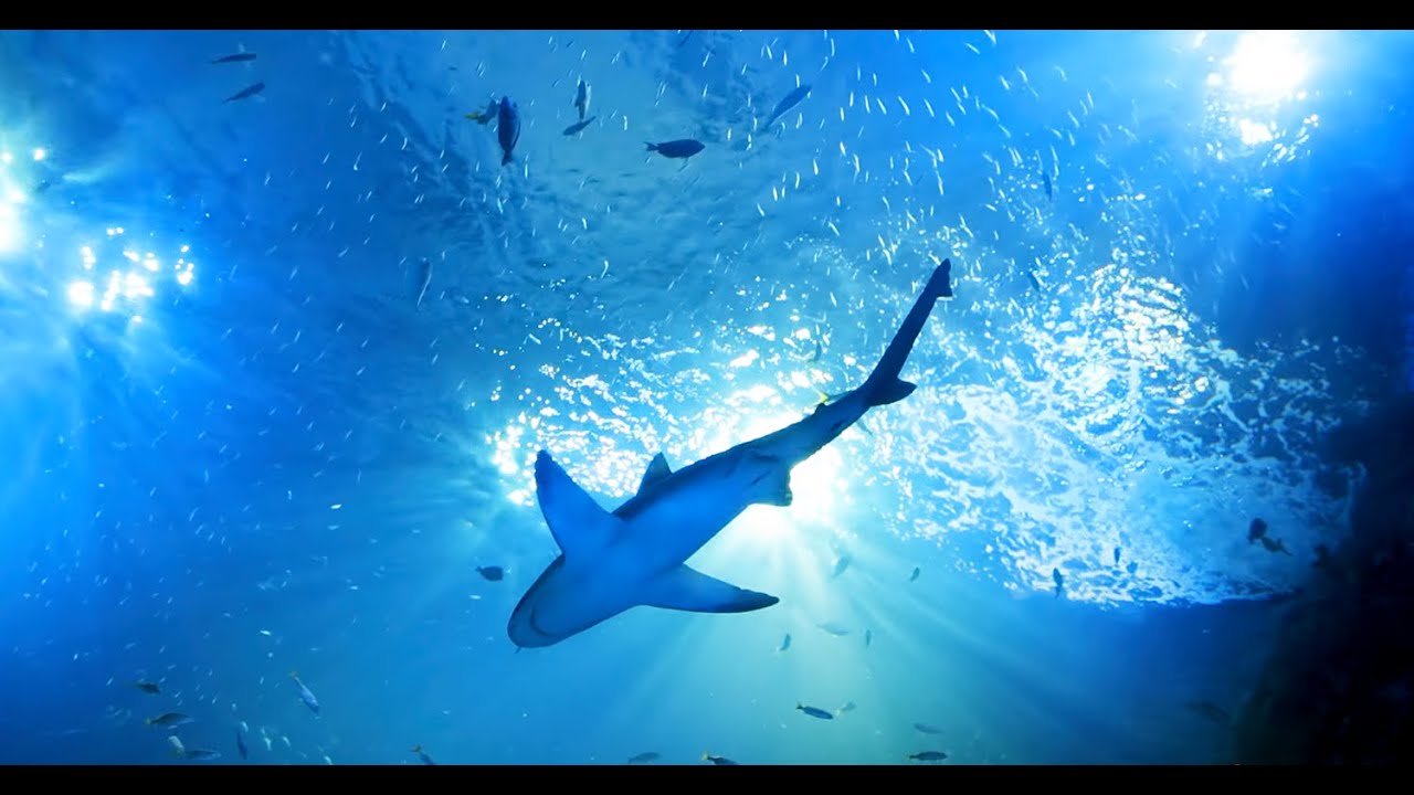 A Look at Mote's New Science and Education Aquarium (SEA)