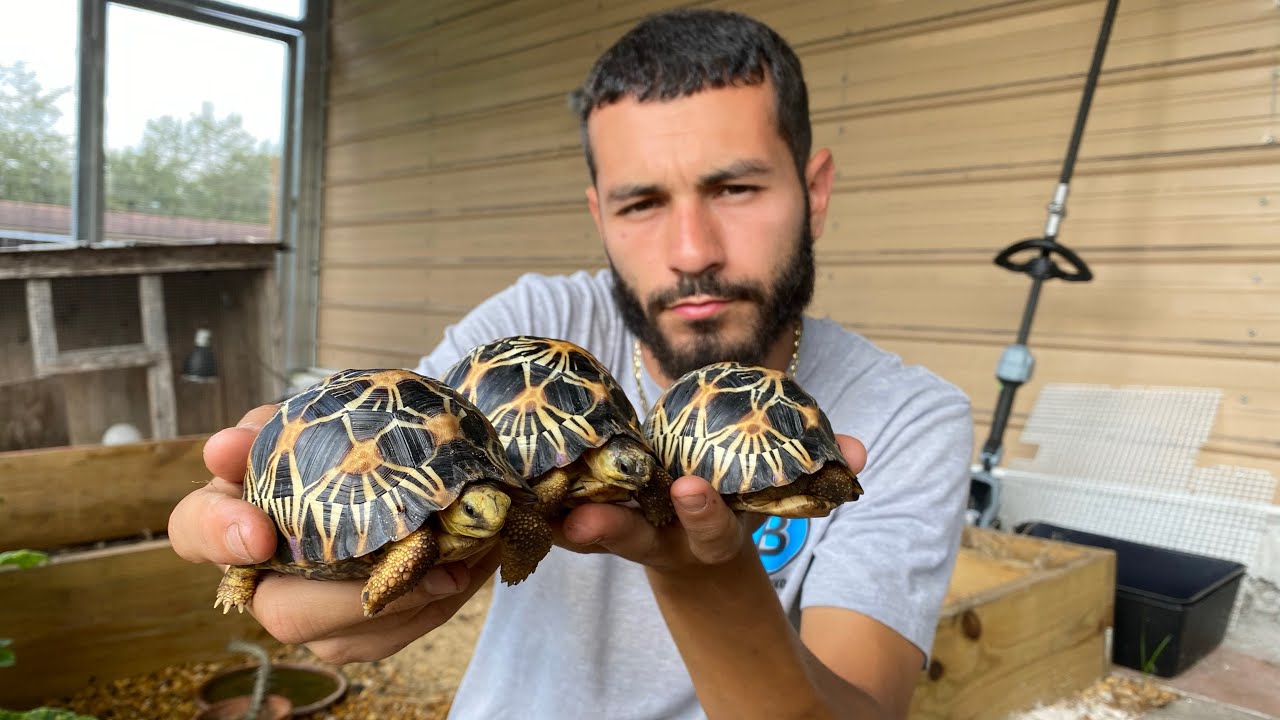 FULL TORTOISE /TURTLE TOUR ON RANCH!! WHAT DO WE FIND!