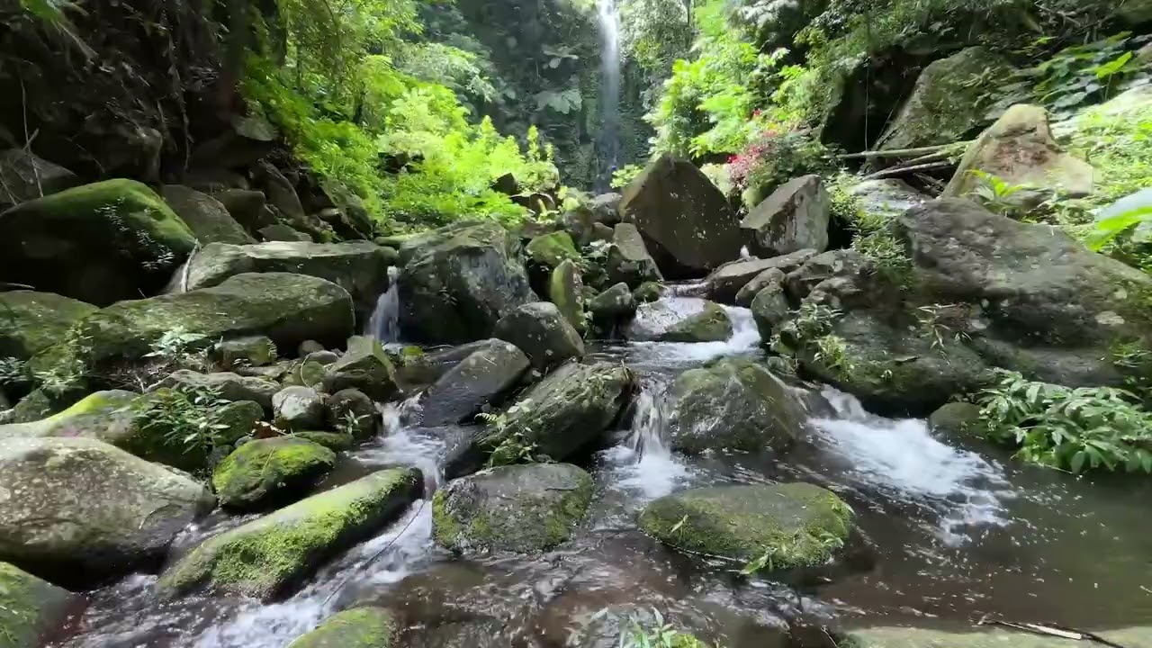 The Secret to Serenity: Birds, Nature, and Relaxing Stream Sounds