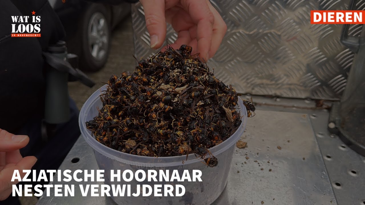 AZIATISCHE HOORNAAR NESTEN VERWIJDERD