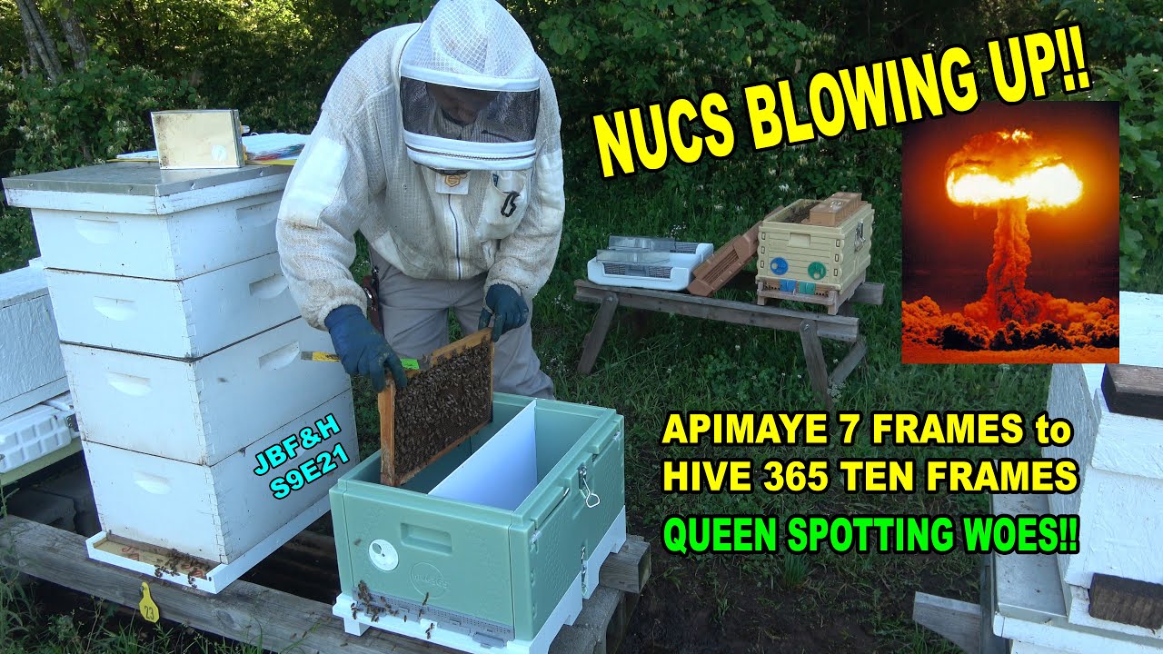 Expanding 3 frame Nucs - Growing Fast - Hive 365 Debut S9E21#beekeeping