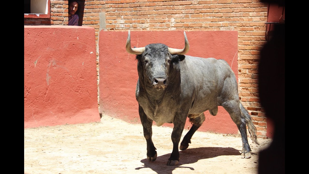 🎥 DESEMBARQUE | Los toros de la ganader&iacute;a VICTORINO MART&Iacute;N que se lidiar&aacute;n el s&aacute;bado en Algeciras