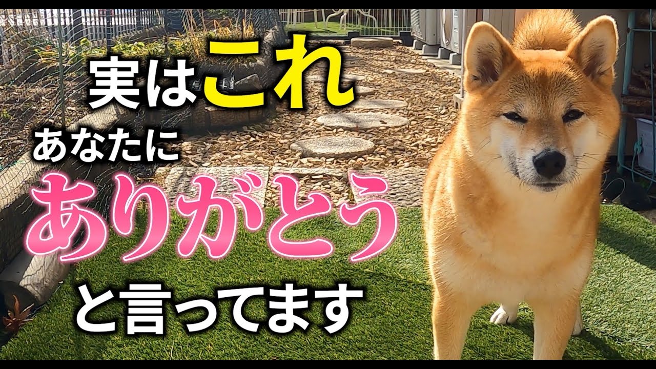 No-226 犬が飼い主に見せる『ありがとう』12選