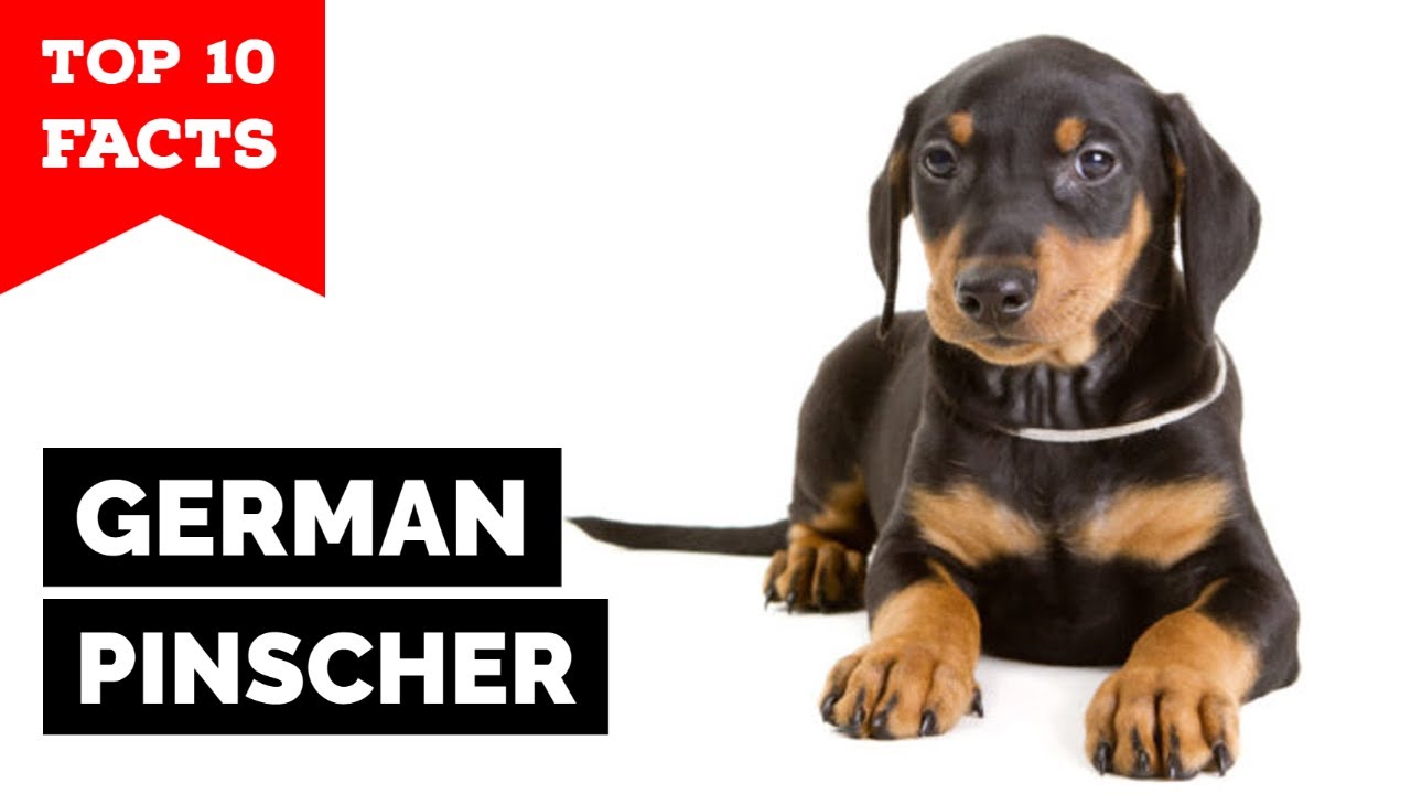 German Pinscher - Top 10 Facts