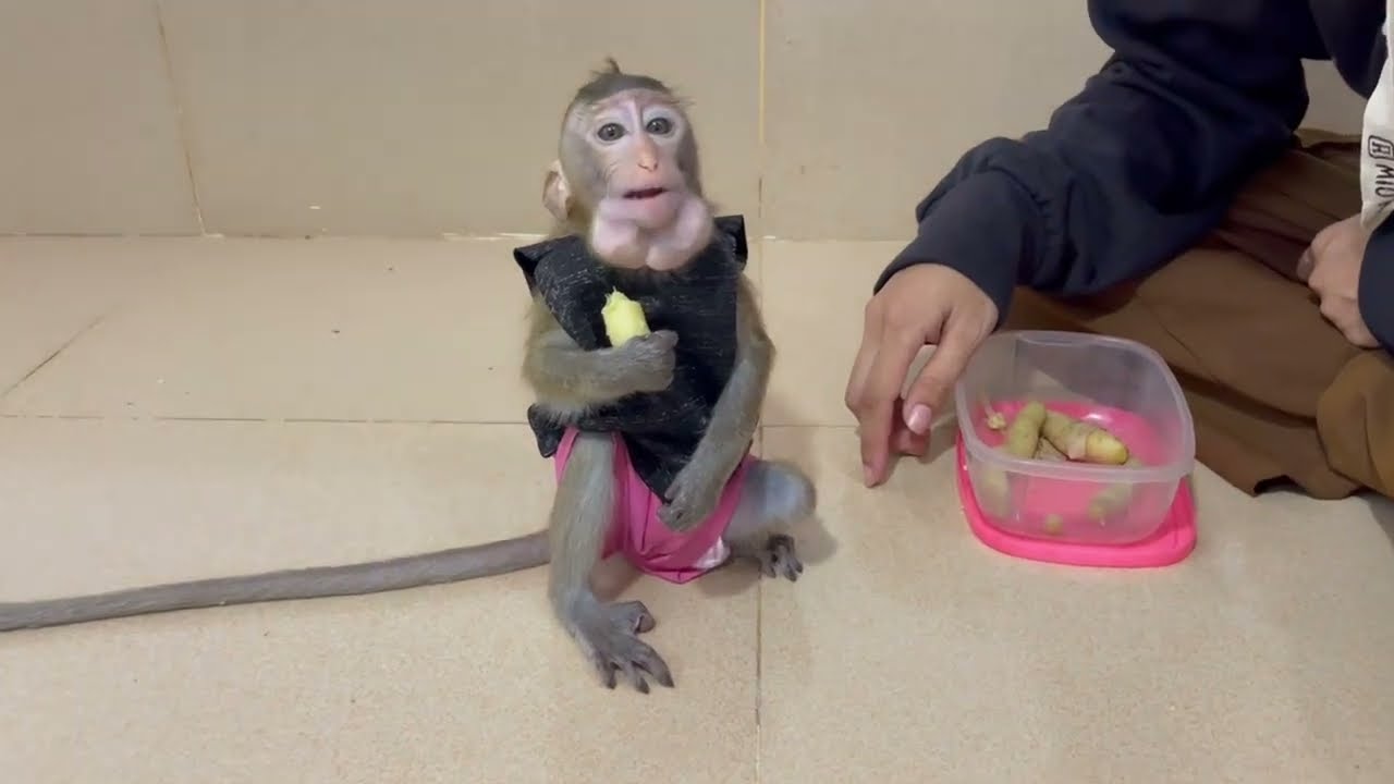 Hunqqri koy tri putting all food in her small mouth until full pu0ch