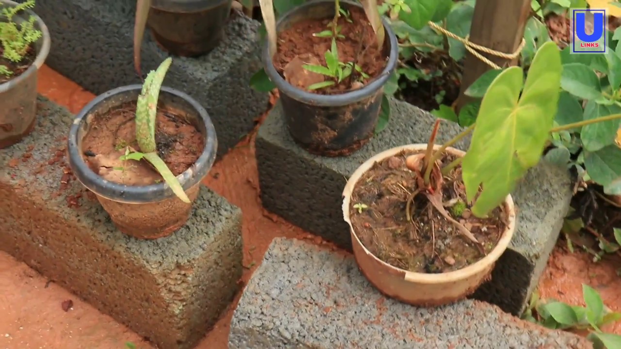 How to prevent potted plants from waterlogging