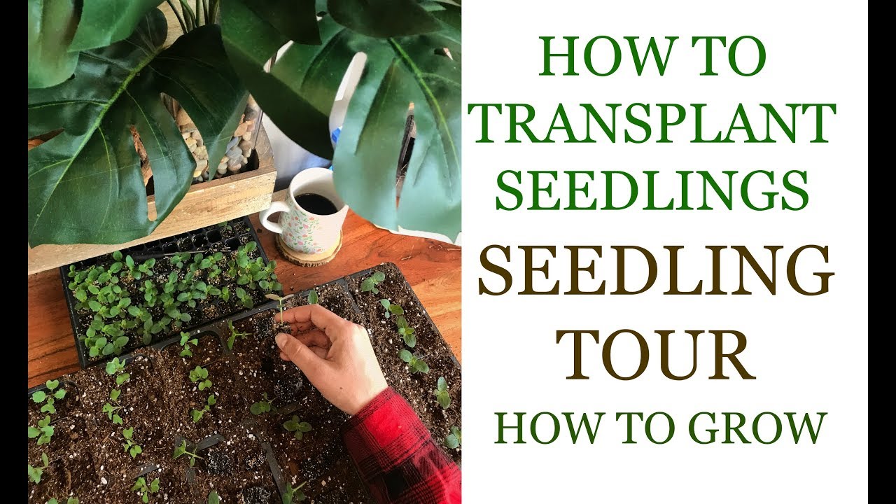 How to Transplant Seedlings | Seedling Tour | How to Grow