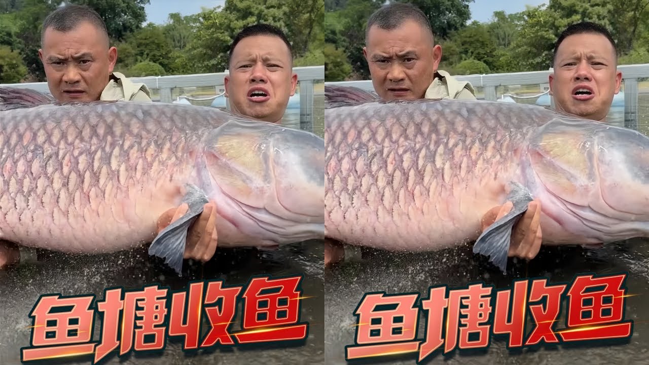老麻雀花12000元收下百斤巨物，同是惜鱼人离别时依依不舍！