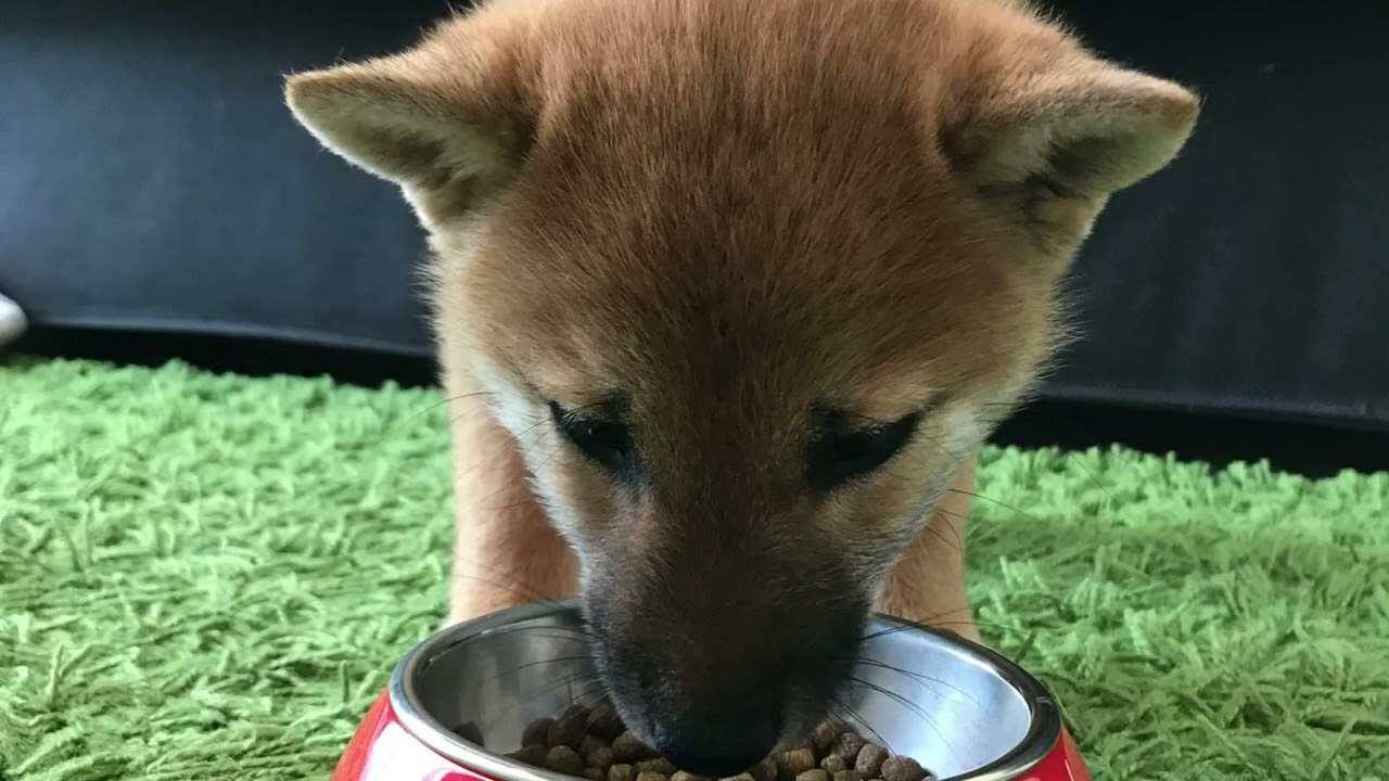 らいちゃんのパピー時代をまとめてみました。らいママのねねちゃんも登場します。