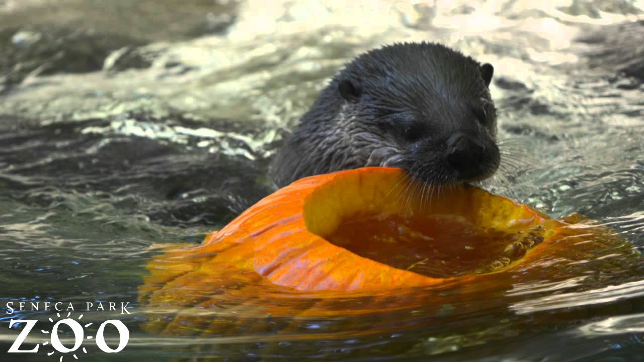 Experience ZooBoo 2015