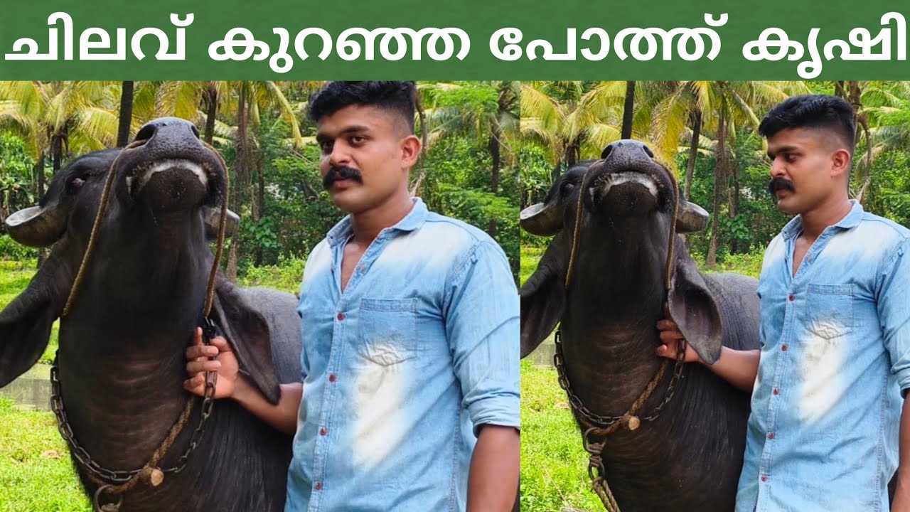 ഒരു രൂപ പോലും ചിലവ് ഇല്ലാതെ വളർന്ന വന്ന ഭീമൻ പോത്ത് / poth valarthal / Buffalo farming kerala/
