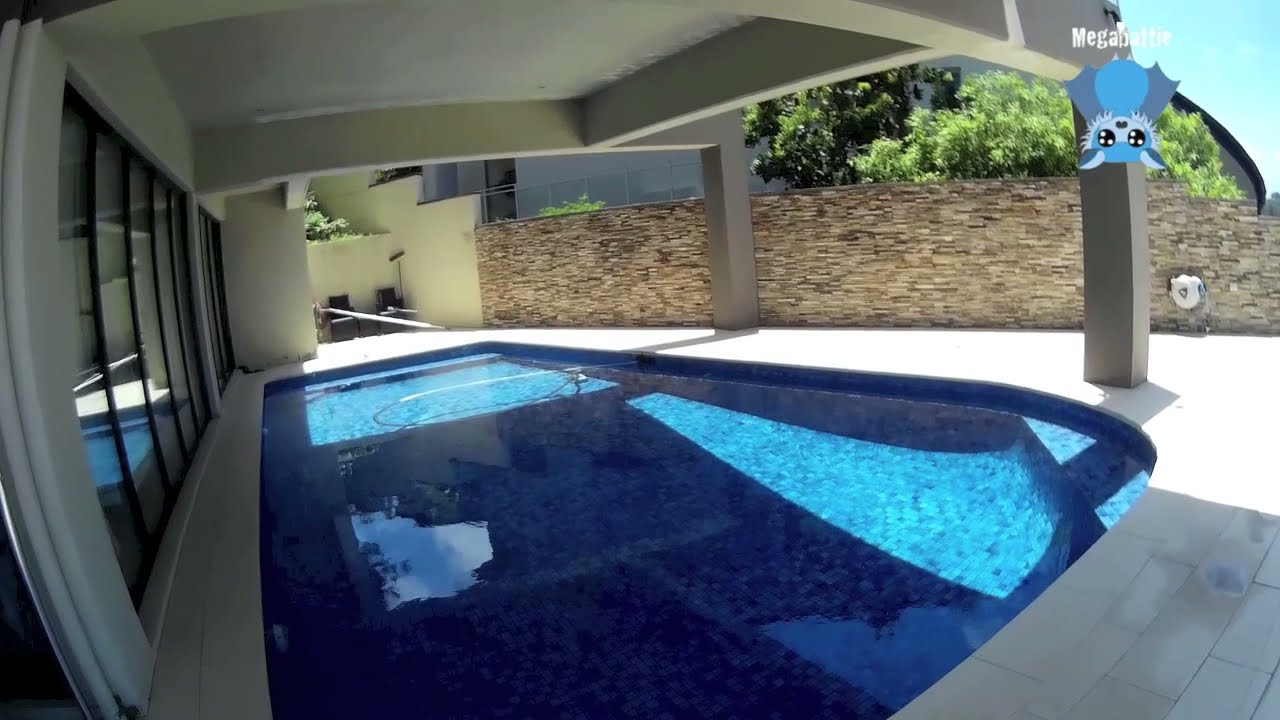 Rescuing a flying-fox pup in a swimming pool:  this is Azure