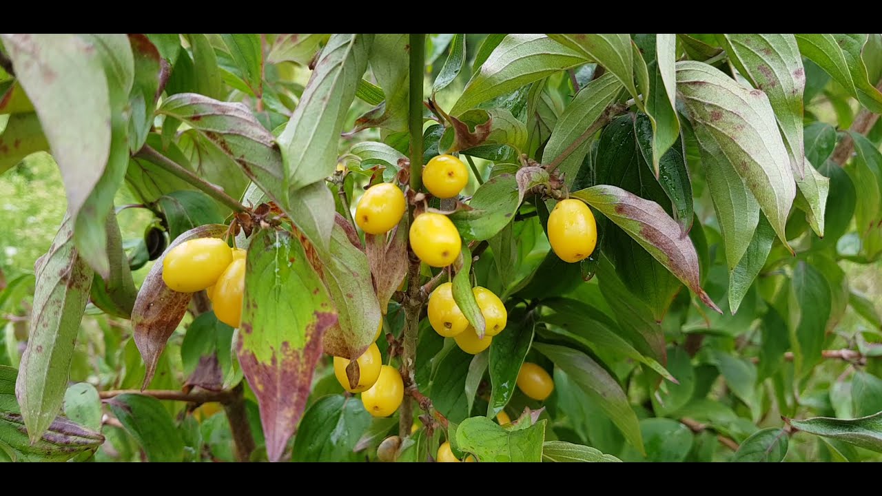 Cz.2  Derenie jadalne u mojej mamy / Cornus Mas  5.VIII.2021r   ⬇️OPIS⬇️