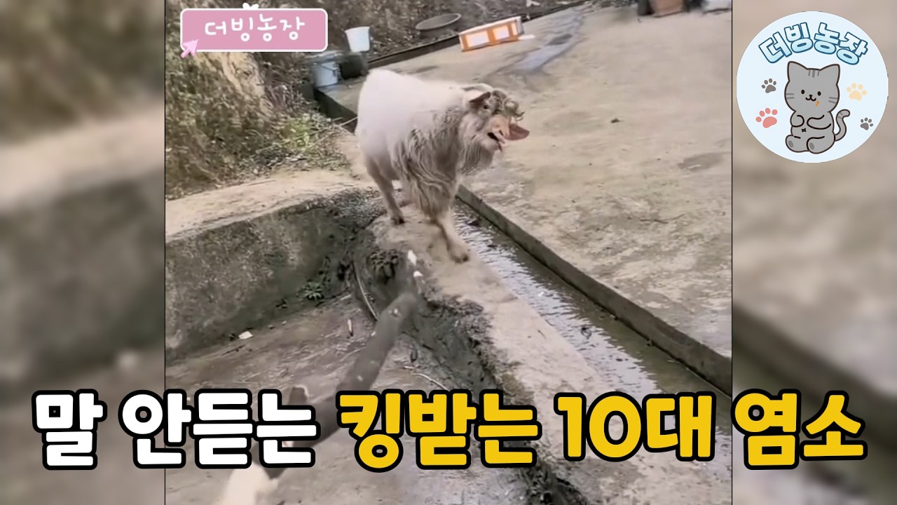 [3분 더빙농장] 말 안듣는 킹받는 10대 염소 #더빙농장 #웃긴동물 #동물더빙 #funnyanimals