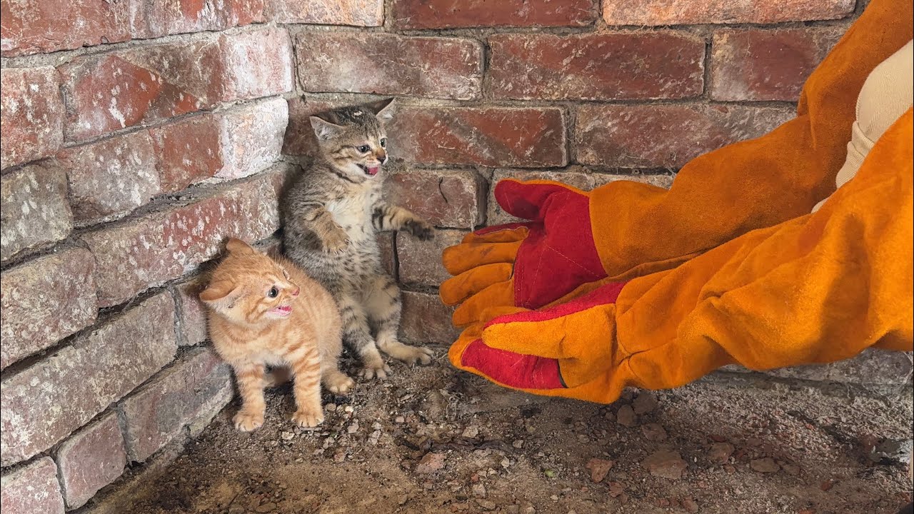 This is truly the fiercest kitten in the world! From strangers to best friends.The meanest cat