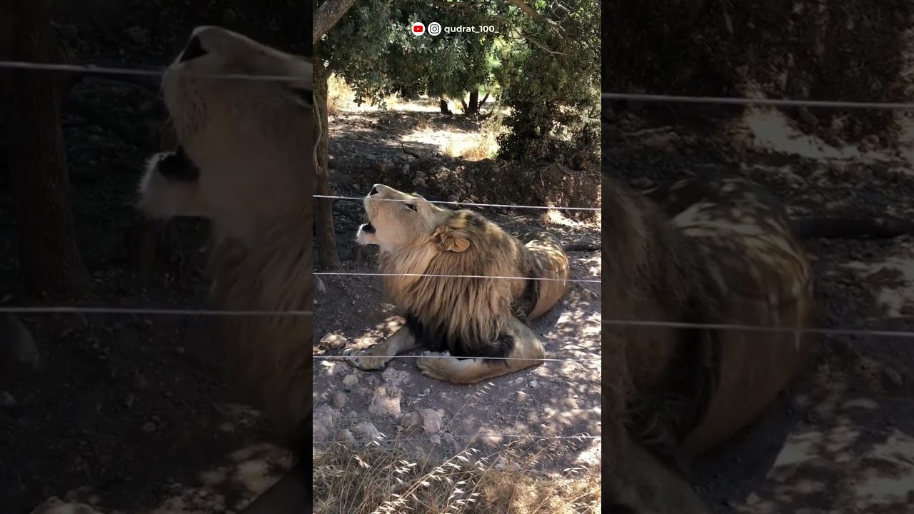 🦁 Lion Communication The Language of the Pride 🌿✨  #nature #explorewithus #viral #kingofjungle #lion