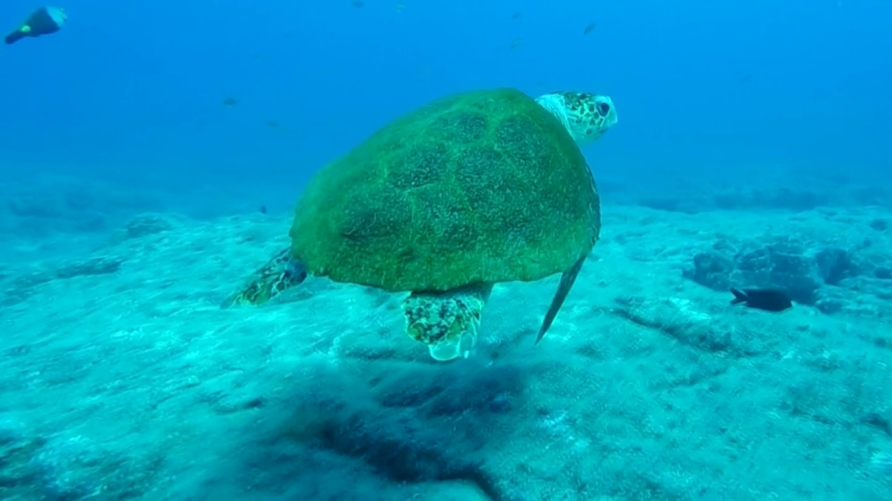 Fantastisch Tauchen auf Lanzarote in HD
