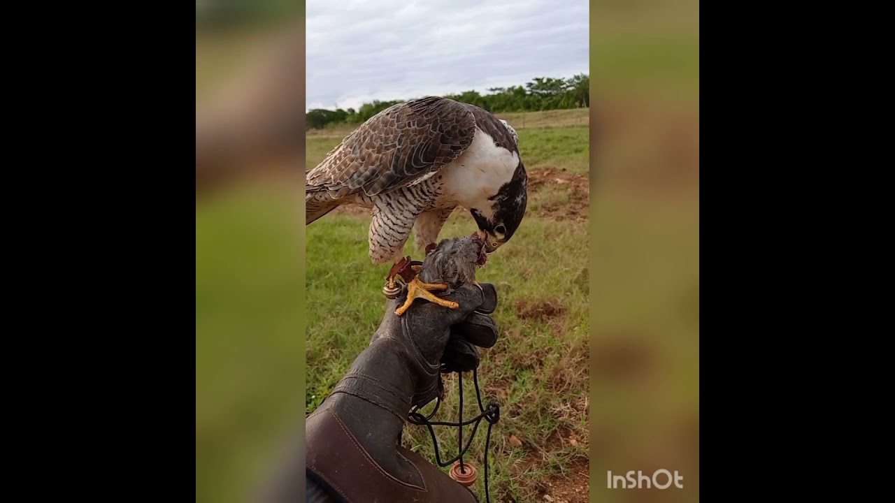 Adiestramiento y caza con Halcón Peregrino Tundrius. Roberto Montero, Cetreros de Cuba.