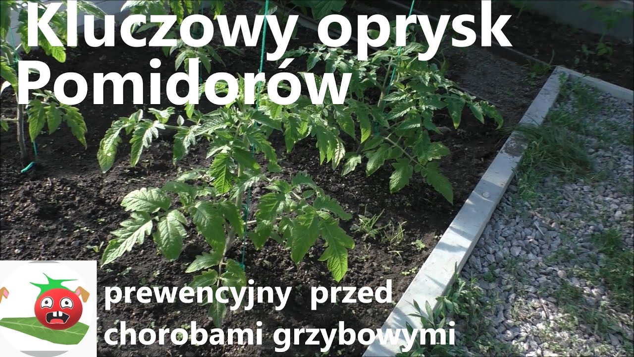 Kluczowy pierwszy oprysk Pomidorów po posadzeniu.