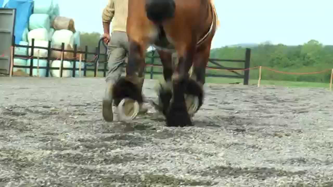 Bonitarea Armasarilor(clip) -  HERGHELIA DOHALA HARAS